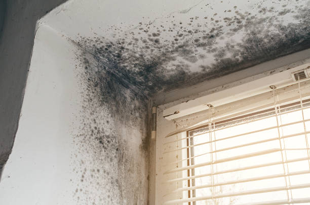 Affordable Mold Cleanup solutions in Washington, DC